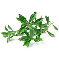 Click & Grow Smart Garden refill Mountain Savory 3pcs SGR75X3