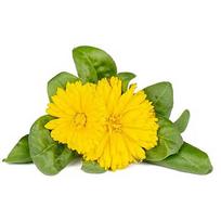 Click & Grow Smart Refill Marigold 3pcs SGR88X3