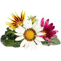 Click & Grow Smart Refill Gasania 3pcs SGR92X3