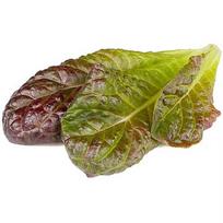 Click & Grow Smart Refill Red romaine lettuce 3pcs SGR94X3