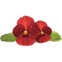 Click & Grow Smart Garden Refill Red Pansy 3pcs SGR70X3
