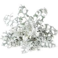 Click & Grow Smart Refill Dusty Miller 3pcs 4742793002774