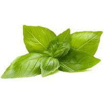 Click & Grow Smart Refill Lemon Basil 3pcs SGR76X3