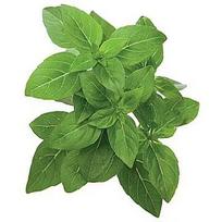 Click & Grow Smart Garden refill Dwarf Basil 3pcs SGR21X3