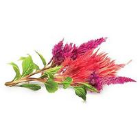 Click & Grow Smart Garden refill Cockscomb 3pcs SGR4X3
