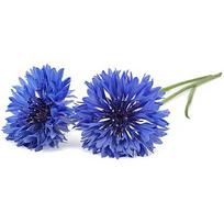 Click & Grow Smart Garden refill Cornflower 3pcs SGR36X3
