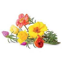 Click & Grow Smart Garden refill Moss Rose 3pcs SGR26X3