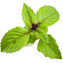 Click & Grow Smart Garden refill Cinnamon Basil 3pcs SGR71X3