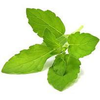 Click & Grow Smart Garden refill Holy Basil 3pcs SGR66X3