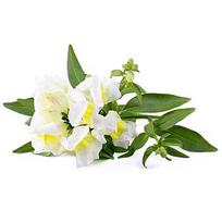 Click & Grow Smart Refill White Snapdragon 3pcs SGR78X3