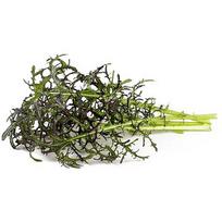Click & Grow Smart Garden refill Mustard Red Frill 3pcs SGR77X3