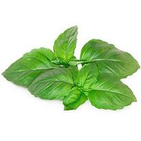 Click & Grow Smart Garden refill Marseille Basil 3pcs SGR99X3