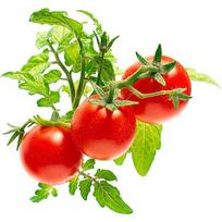 Click & Grow Smart Garden refill Mini Tomato 3pcs SGR5X3