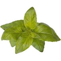 Click & Grow Smart Garden refill Lime Basil 3pcs SGR100X3