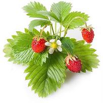 Click & Grow Smart Garden refill Wild Strawberry 3pcs SGR24X3