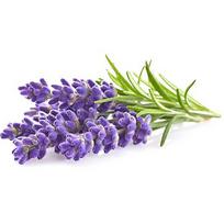 Click & Grow Smart Garden refill Lavender 3pcs SGR30X3