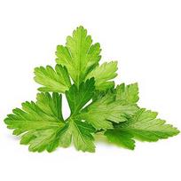 Click & Grow Smart Garden refill Coriander 3pcs SGR45X3