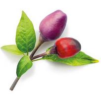 Click & Grow Smart Garden refill Purple Chili Pepper 3pcs SGR46X3