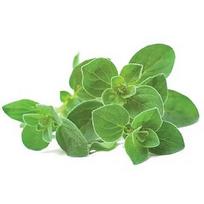 Click & Grow Smart Garden refill Oregano 3pcs SGR31X3