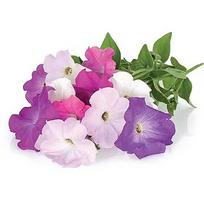 Click & Grow Smart Garden refill Petunia 3pcs SGR27X3