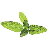 Click & Grow Smart Garden refill Sage 3pcs SGR7X3