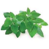 Click & Grow Smart Garden refill Catnip 3pcs SGR29X3