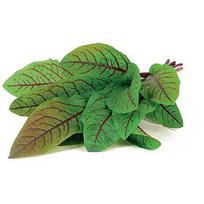 Click & Grow Smart Garden refill Bloody Sorrel 3pcs SGR33X3