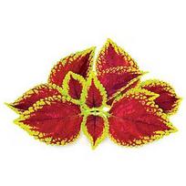 Click & Grow Smart Garden refill Painted Nettle 3pcs SGR2x3