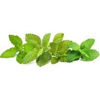 Click & Grow Plant Pod Calming Tea Mix 9pcs PPMCTX9