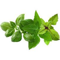 Click & Grow Plant Pod Basil Variety Mix 9pcs PPMBVX9