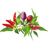 Click & Grow Plant Pod Chili Pepper Mix 9pcs PPMCPX9