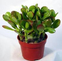 Vazoninis augalas sukulentas, Ø 6, 12 cm, lot. Succulent mix
