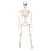 40cm Helovino Judantis Skeletas Netikra Žmogaus Kaukolė Kaulai Helovino Vakarėlio Namų Baro Dekoracijos Vaiduoklių Namų Siaubo Rekvizitai Ornamentas