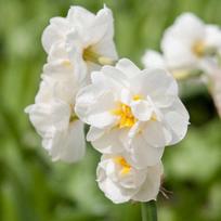 Narcizas 'Bridal Crown', 15 vnt.