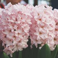 Hiacintas 'Pink Elephant’, 9 vnt.