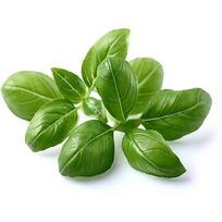 Click & Grow Smart Garden refill Basil 3pcs SGR3X3