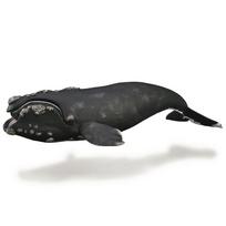 COLLECTA Banginis (XL) 88740