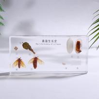 Lifecycle Of Frog/Silkworm/Leaf Butterfly Development Paperweight Specimens In Clear Resin For Science Education Cabbage butterfly white