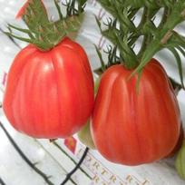 Pomidorai Arawak