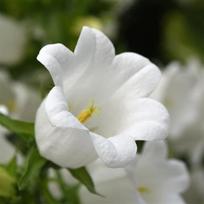 Katilėlis White