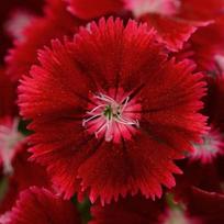 Gvazdikas Crimson