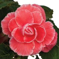 Gumbinė begonija Melon Lace