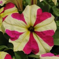 Darželinė petunija Lime Bicolor 2677
