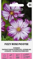 Paprastosios kosmėjos Fizzy Rose Picotee Žalia stotelė