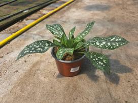 Daugiametė gėlė, plautė, vazonėlio skersmuo 15 cm.