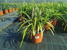 Žolinis augalas, laibūnė (liriope) "Muscari", vazono skersmuo 19 cm.