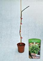 Dekoratyvinis medis, dviskiautis ginkmedis "Mariken", aukštis 50 cm., vazonas 3 l.