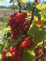 Vaiskrūmis, serbentas raudonasis “Jonkheer van Test”, kamieninė forma (Ribes rubrum)