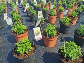 Dekoratyvinis krūmas, šluotelinė hortenzija, įvairių rūšių, vazonas 5 l.
