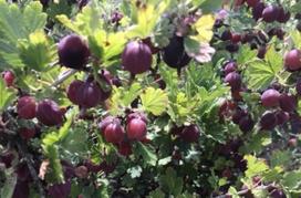 Vaiskrūmis, agrastas raudonasis “Hinnonmaki Rot” (Ribes uva-crispa)